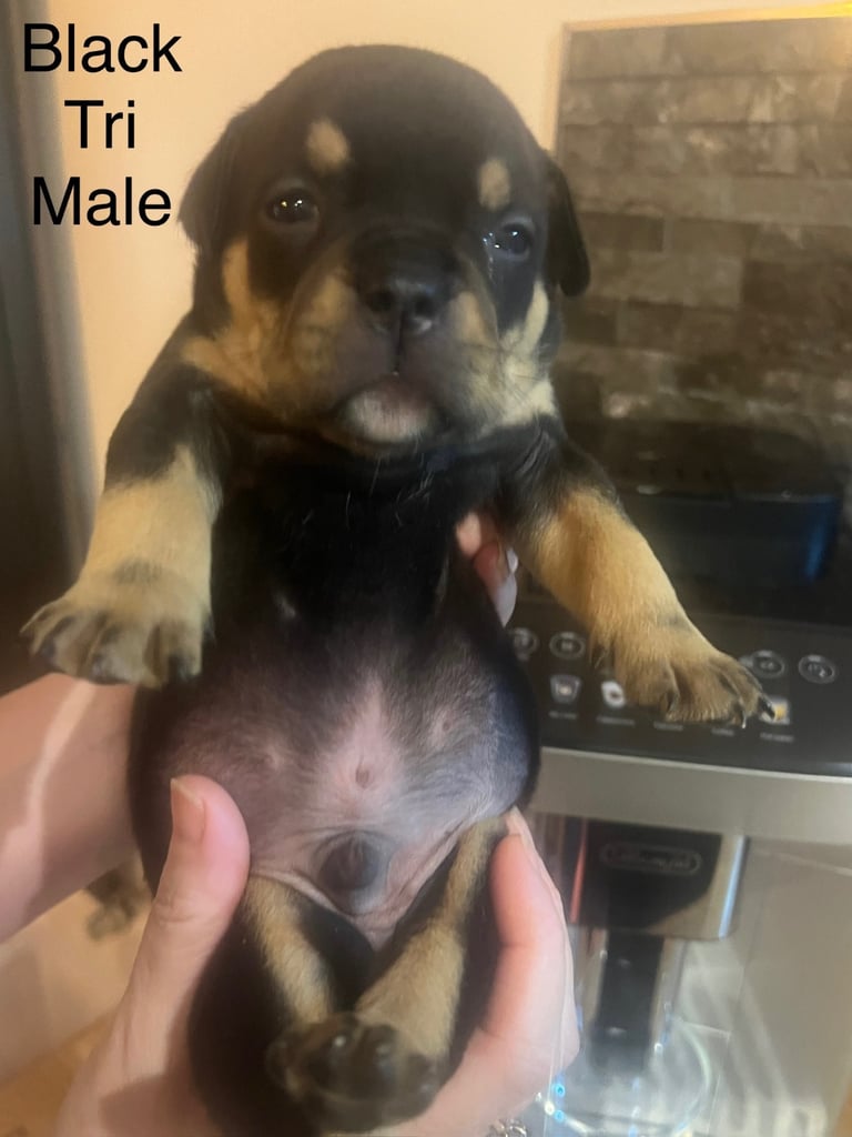 Pedigree pocket bully pups for sale! 
