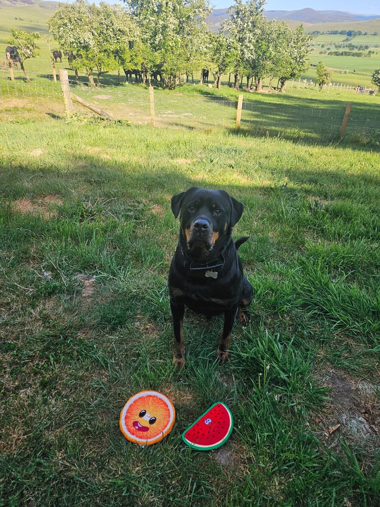 Rottweiler boy for rehoming