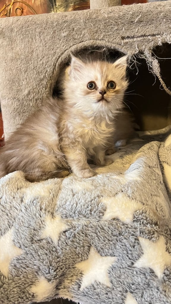 Ready to go Persian kittens 