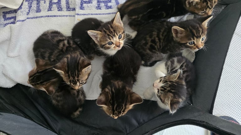 Bengal/long haired blk and white