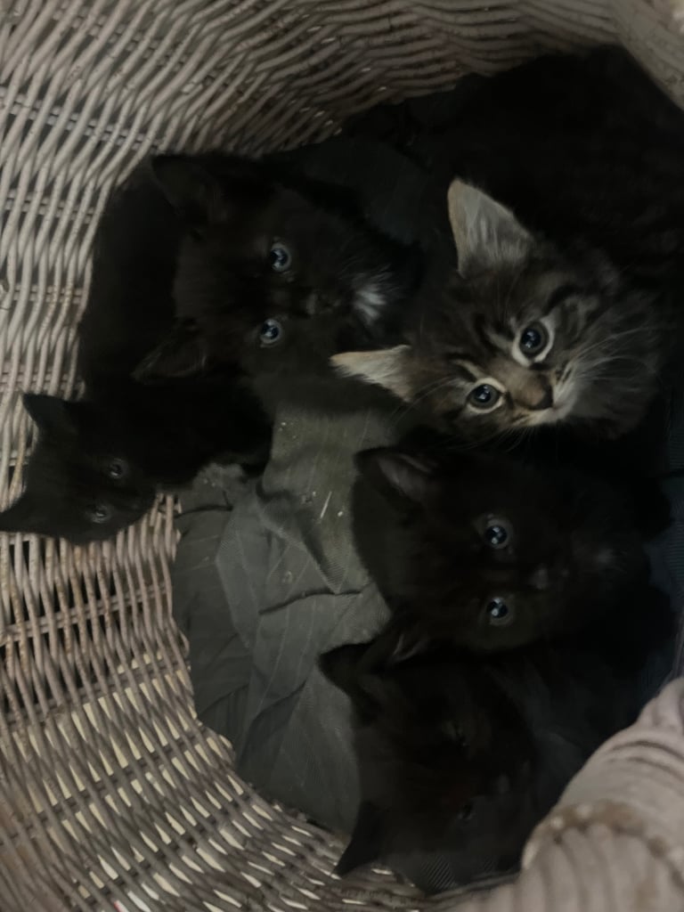 Fluffy Kittens For Sale (1 LEFT) 