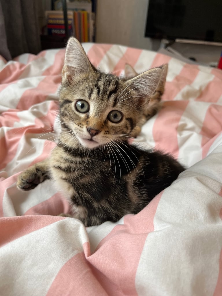Quarter maincoone kittens 