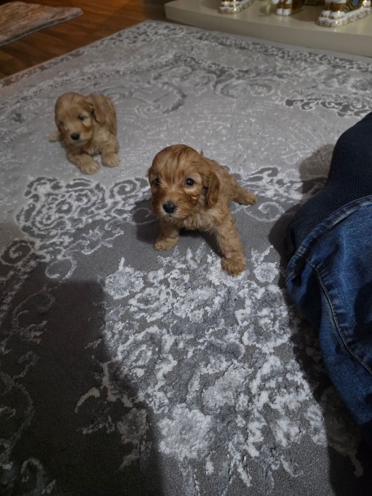 Cockerpoo puppies 