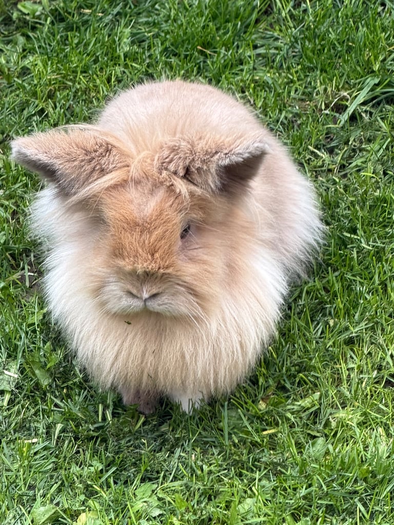 Rabbit hutch bedding and food 