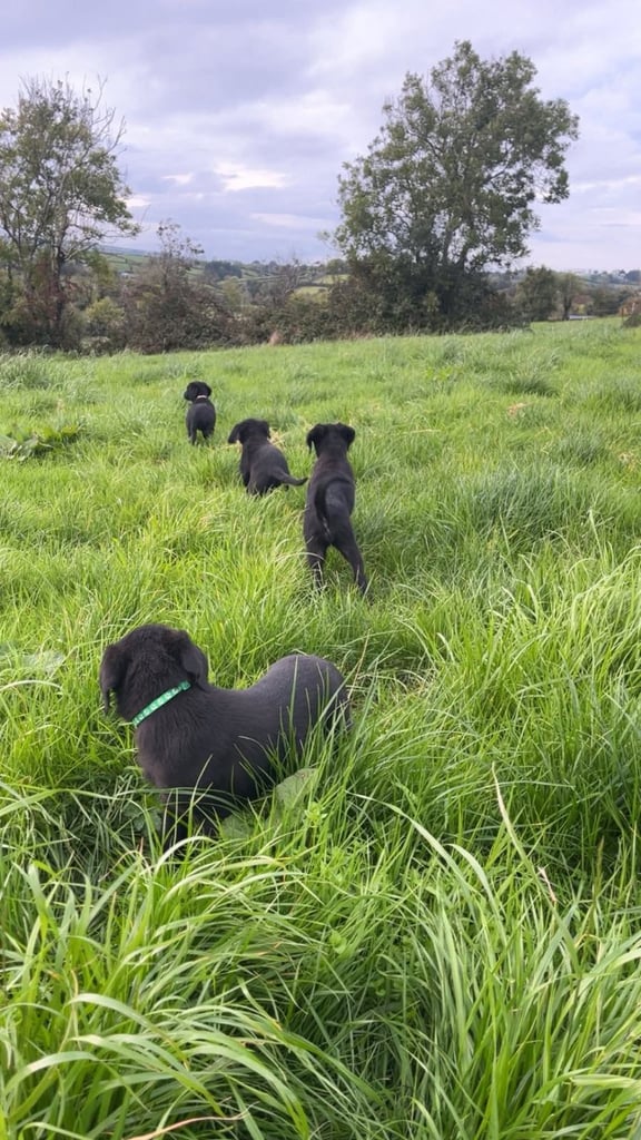 Black Labrador Puppies 