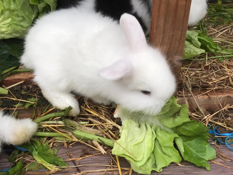 Gorgeous Pure White baby rabbit with blue eyes