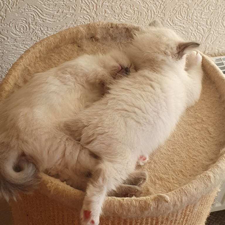 Absolutely beautiful ragdolls kittens 