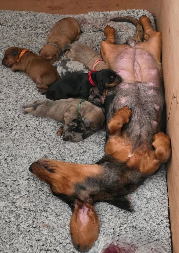 MINITURE DACHSHUND PUPPIES 