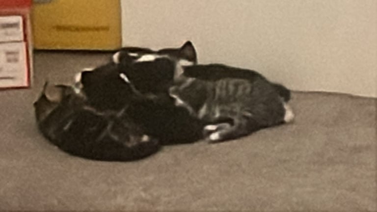 Playful Kittens