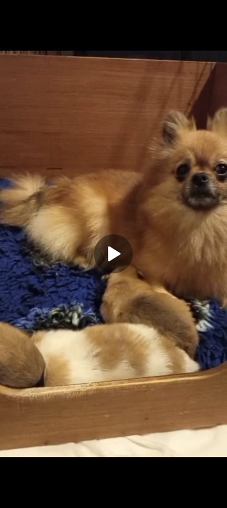 Teddy Pomeranian girl