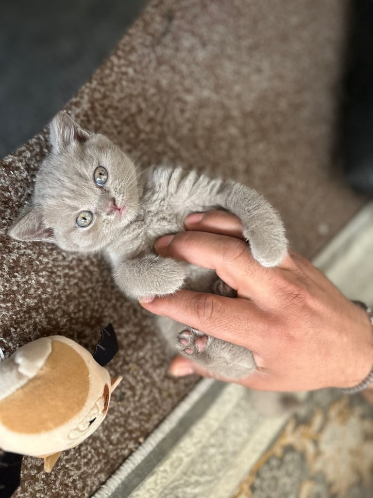 British shorthair kittens 