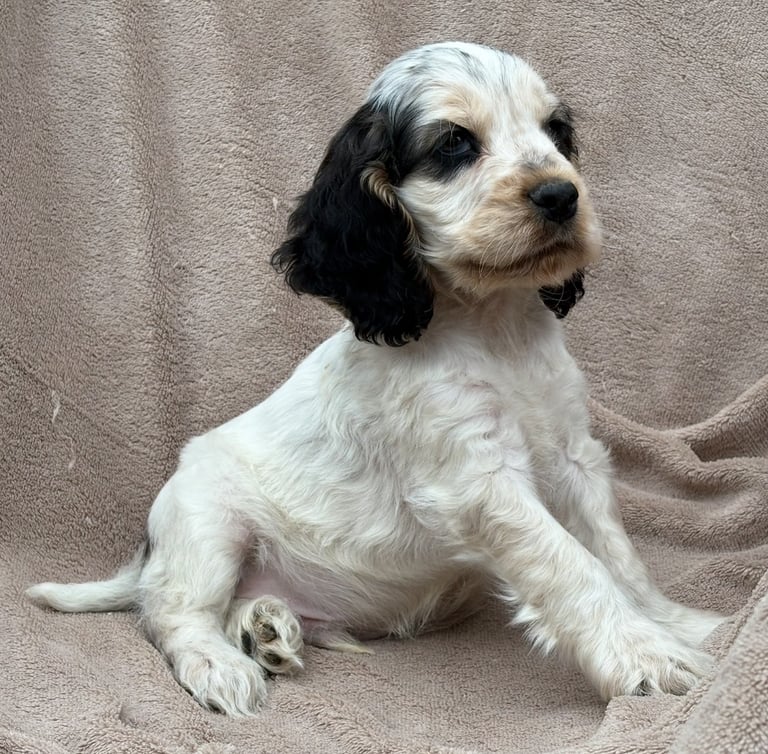 Show cocker spaniels