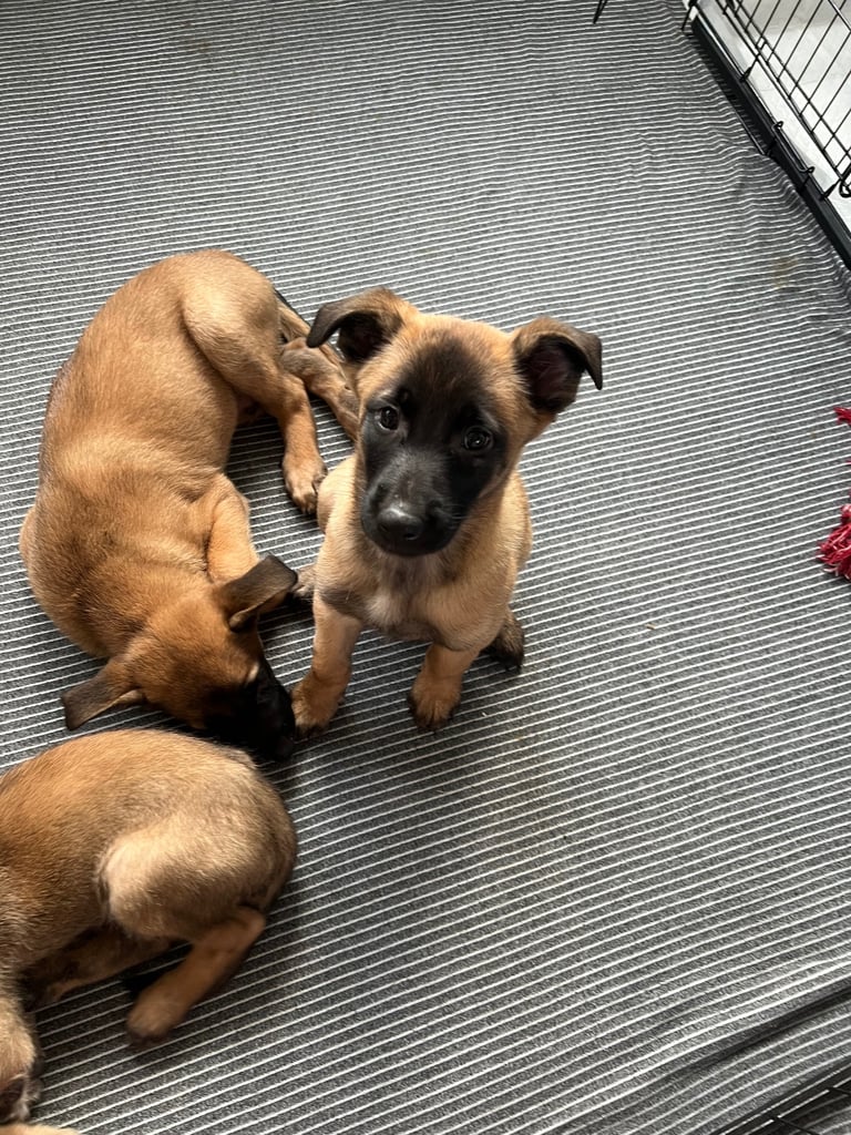 image for Belgain Malinois Puppies 