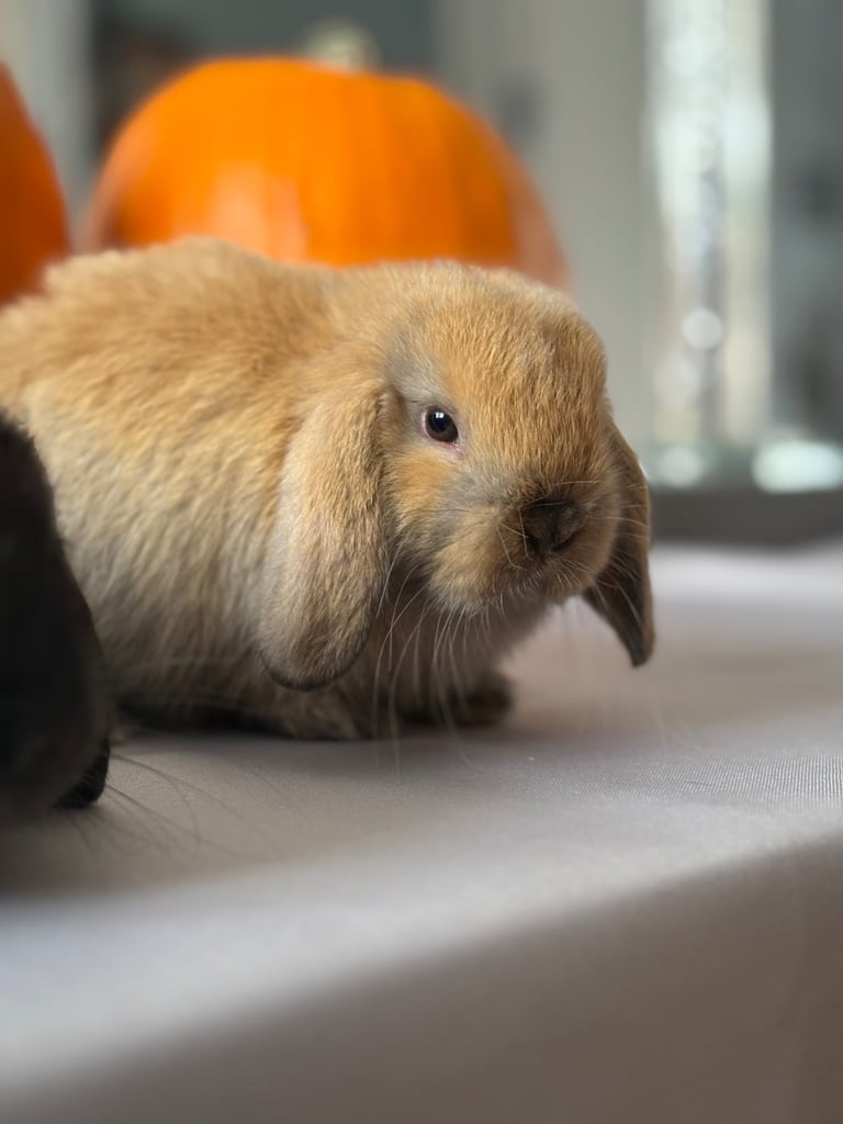 Pure mini lops