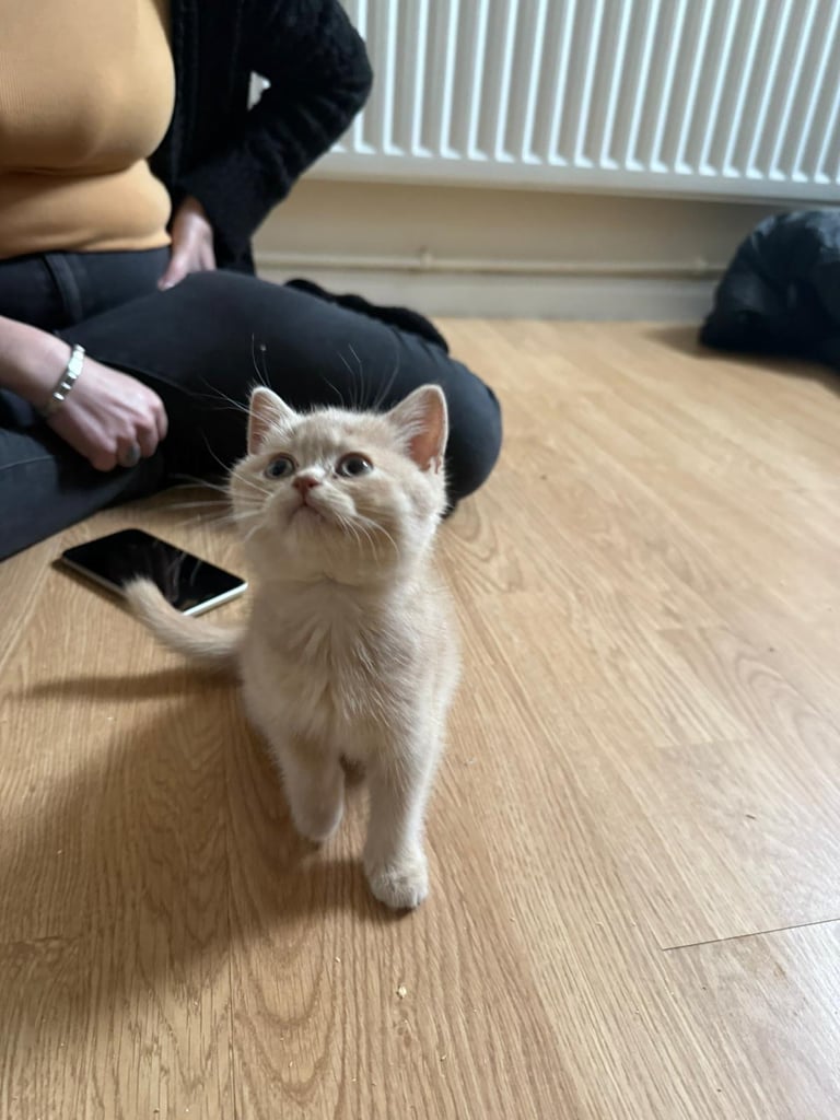 2 beautiful Bsh kittens 