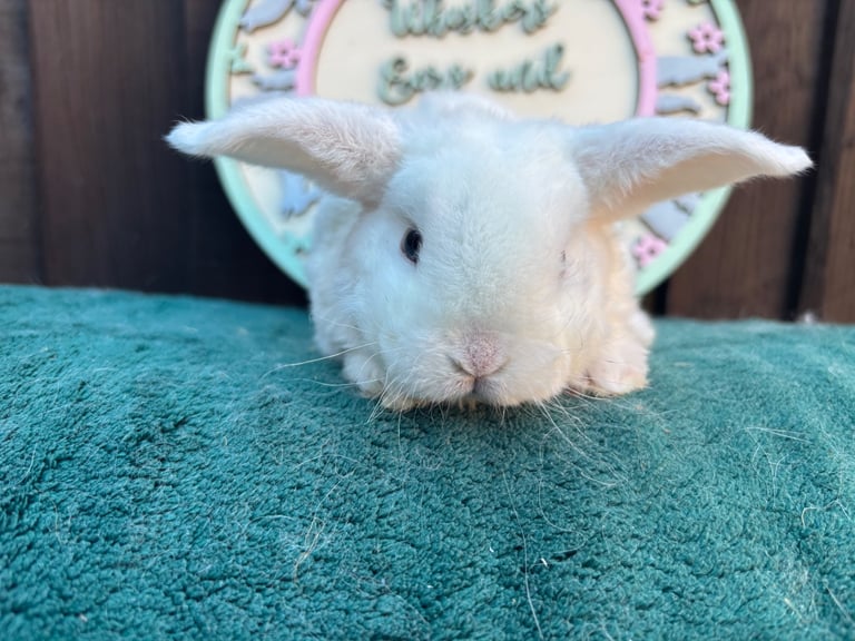 Mini Plush Lops