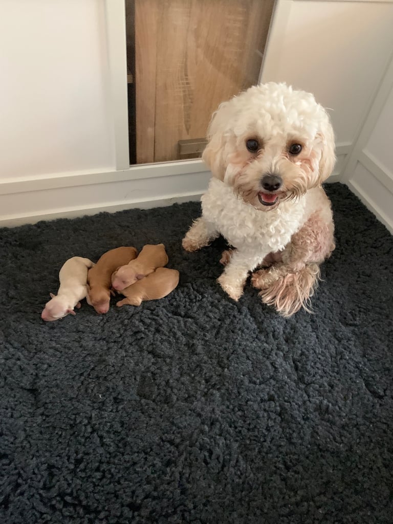 Cavapoochon puppies 