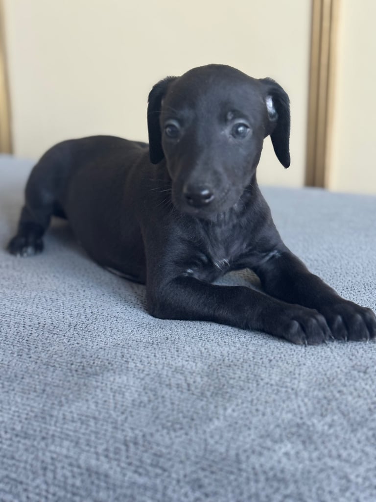 Stunning whippets 