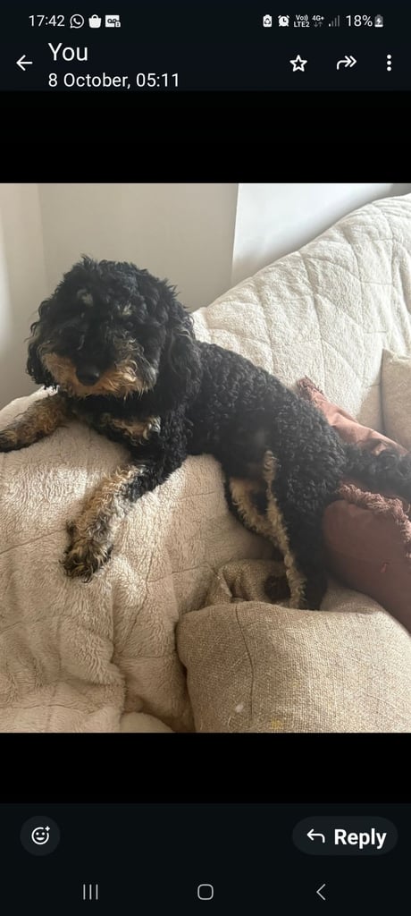 F1 cockapoo 