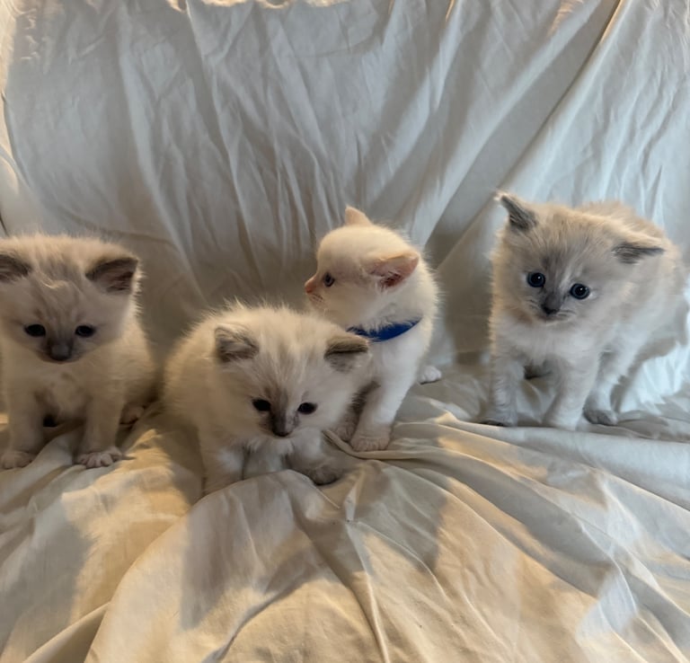 Unregistered Pure RagDoll Kittens