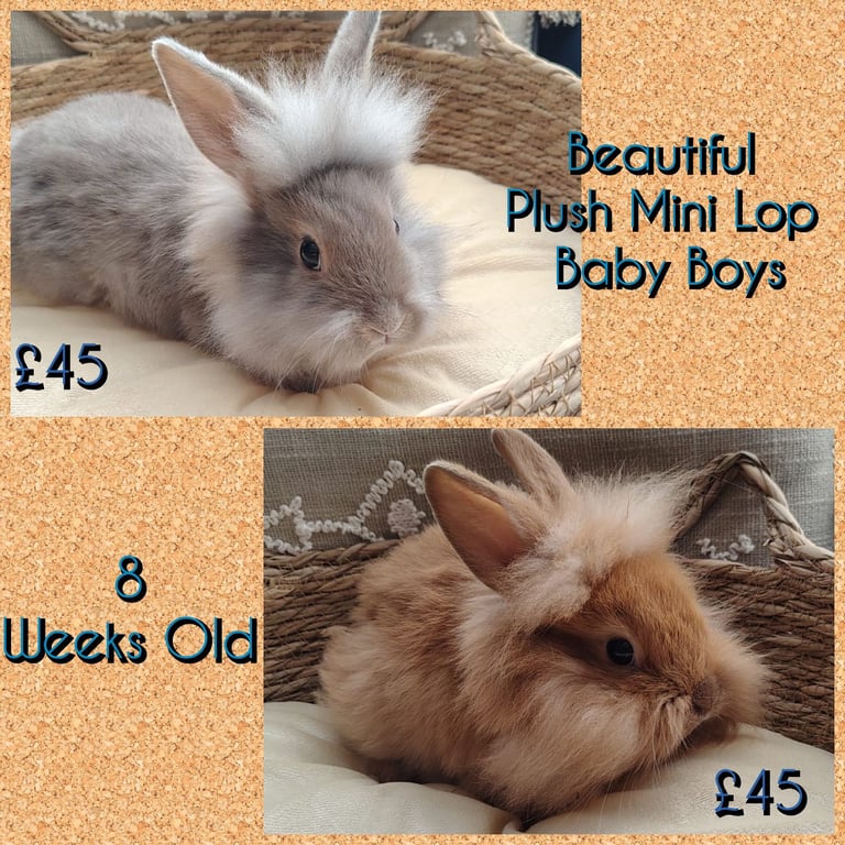 Lovely Mini plush lop babies 