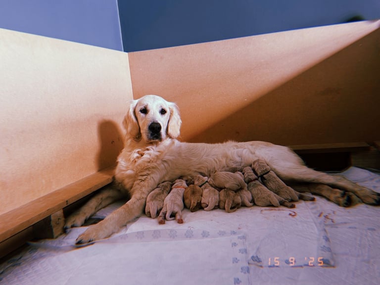 Golden Retriever puppies for sale 