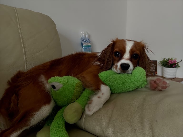 Cavalier King Charles 