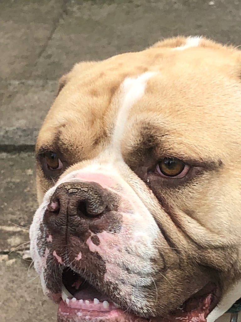 Old english bulldogge