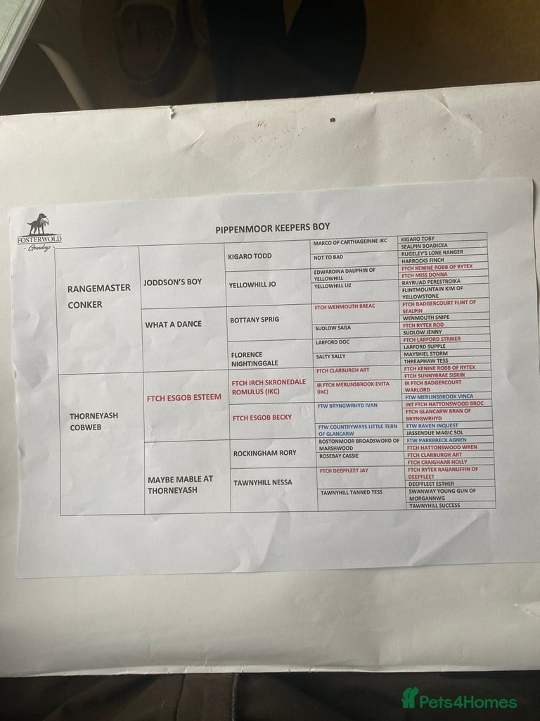 English Springer Spaniels