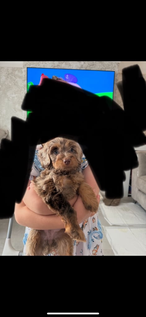 RESERVED 🩷 F1 Female Chocolate Merle Cockapoo Puppy