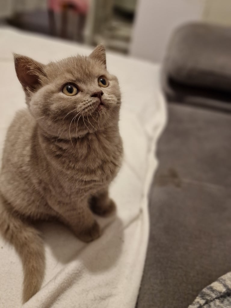 British shorthair kittens 