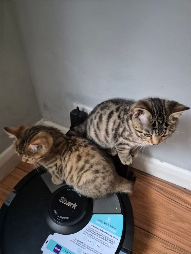 Bengal Mix kittens