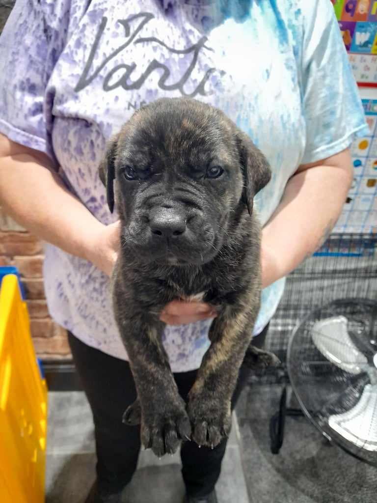 Presa canario puppies