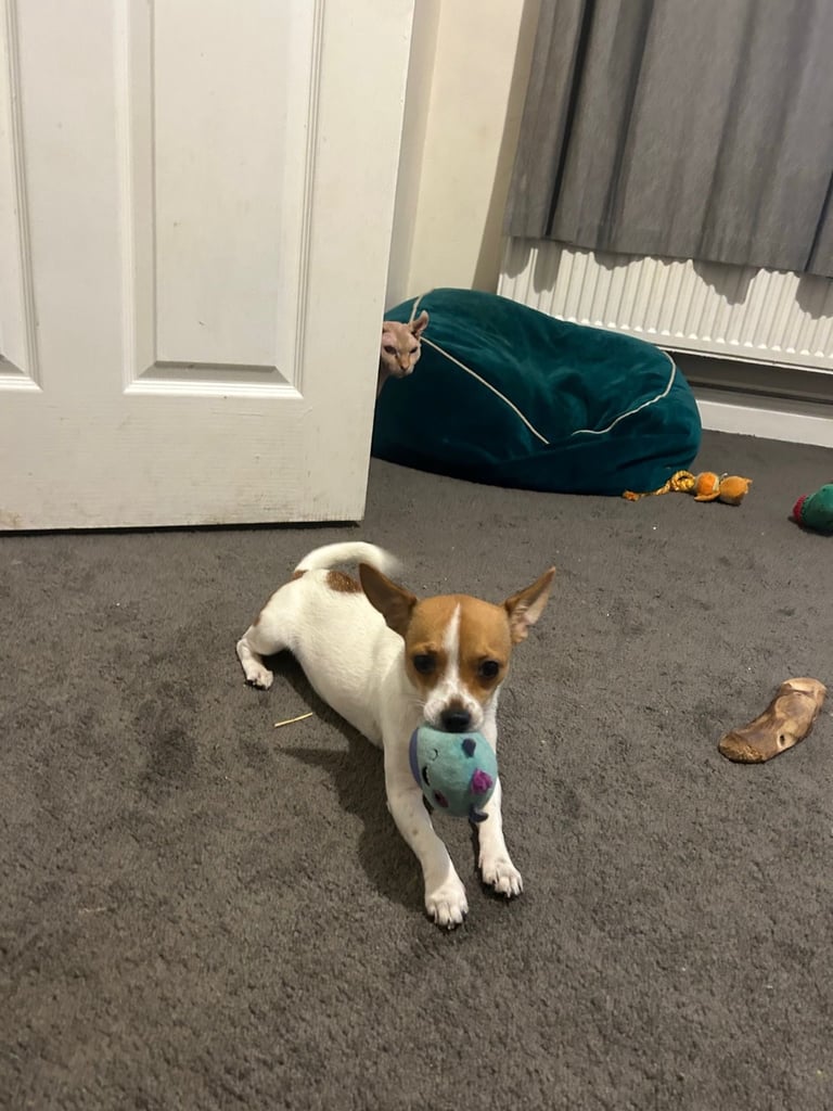 image for 6 month old Jackchi girl