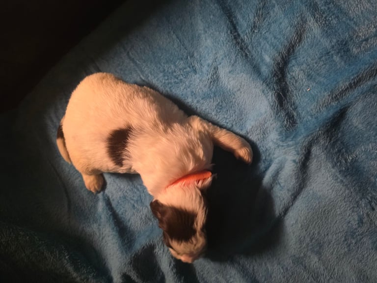 Springer spaniel pups 