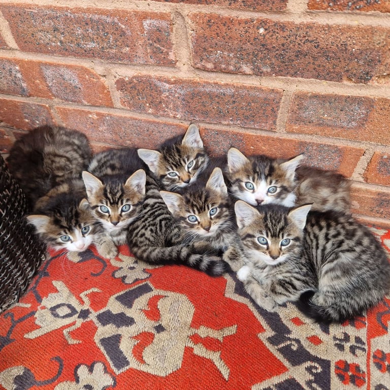Lovely  fluffy kittens