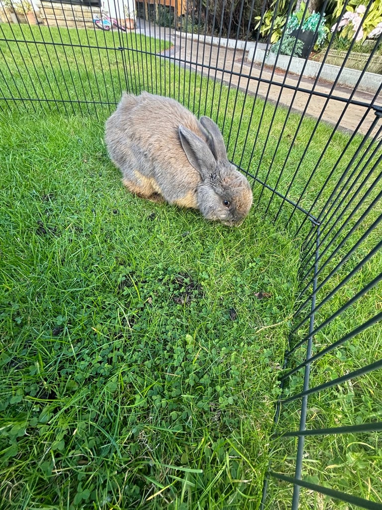 Female rabbit 