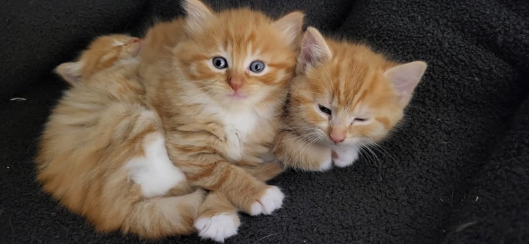 Ginger Kittens – Ready Mid-October – £180 Each
