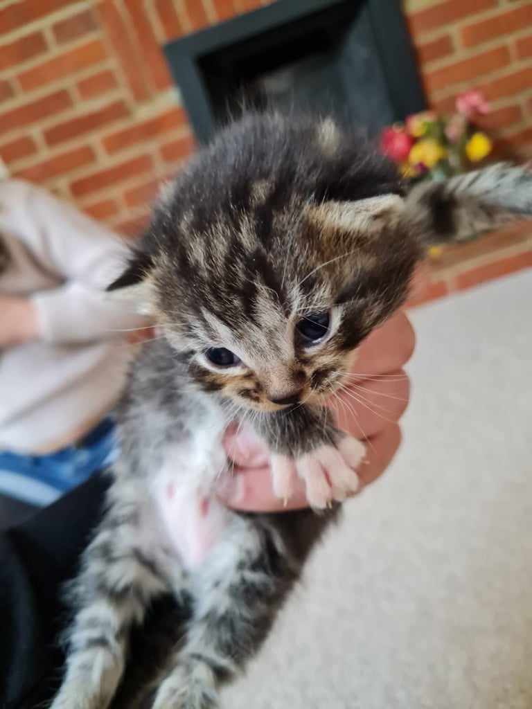 Cats for sale in Sudbury, Suffolk - Gumtree