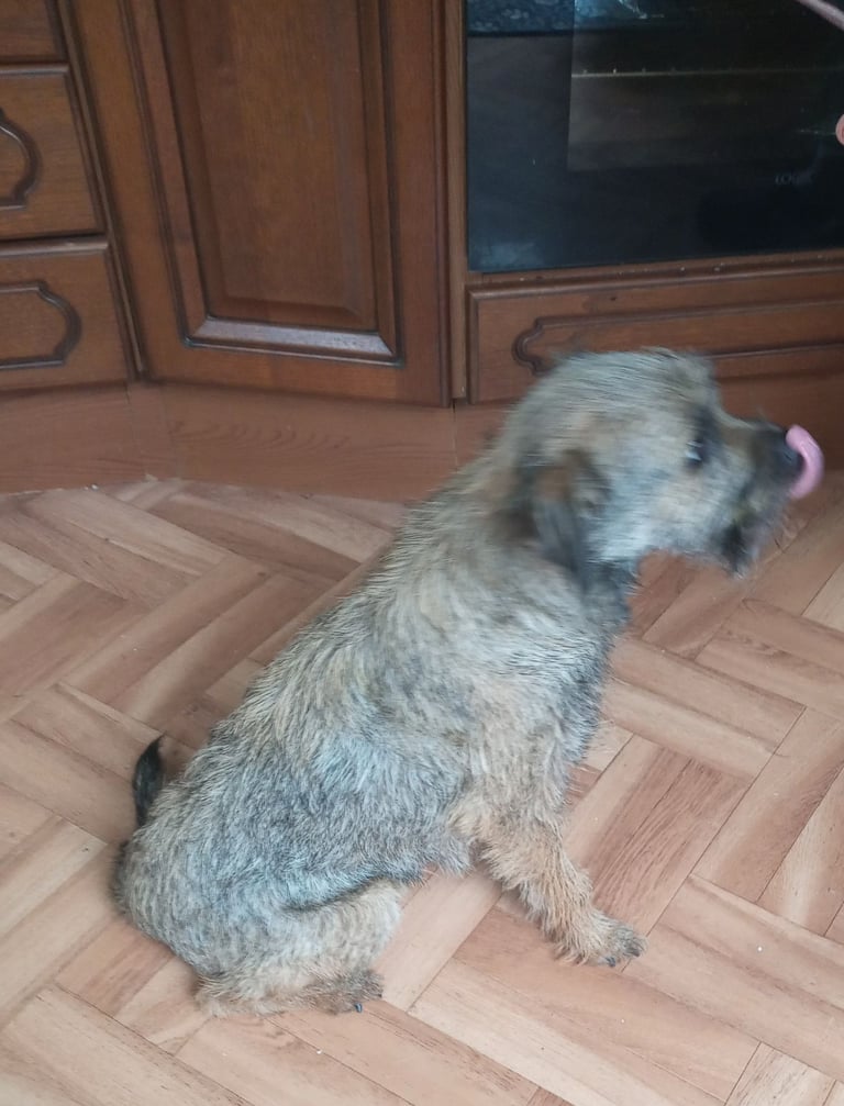 Border terrier X puppies