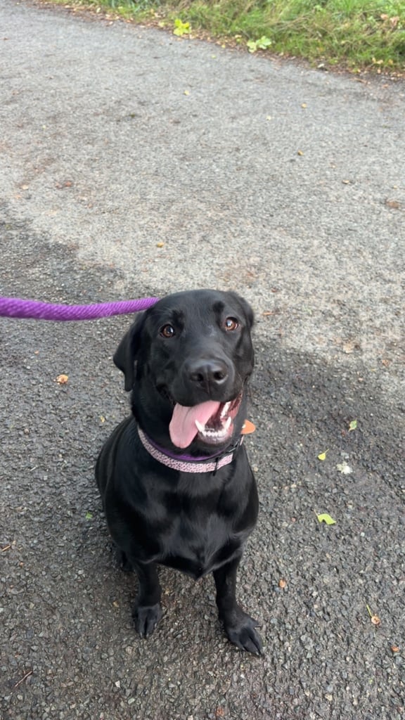 BEAUTIFUL LABRADOR FOR SALE !!