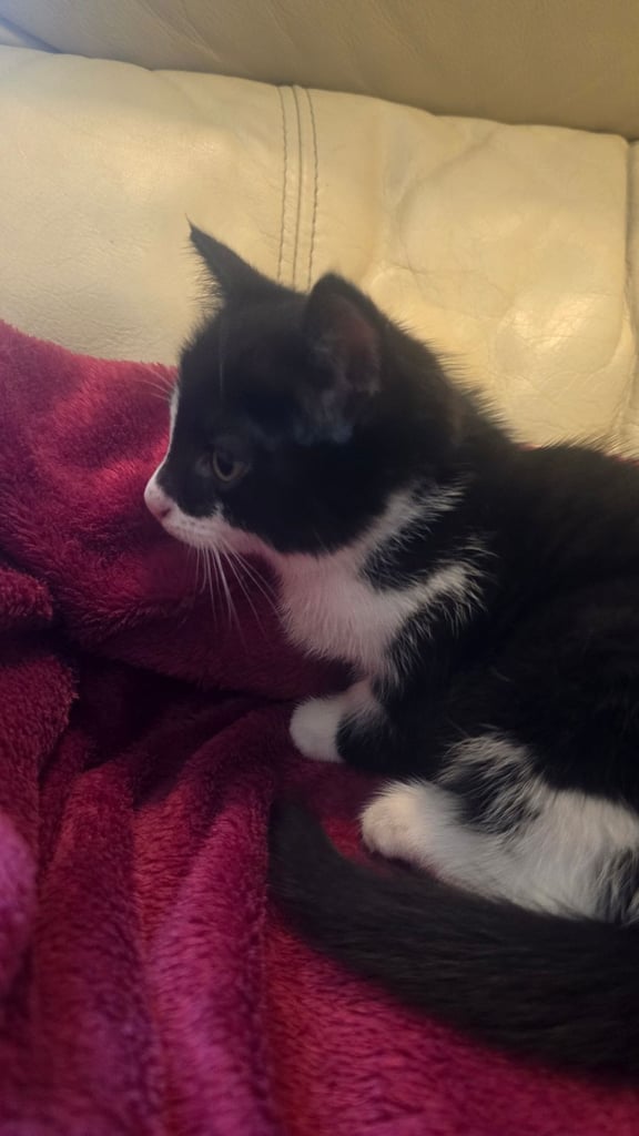 Cute little cat
