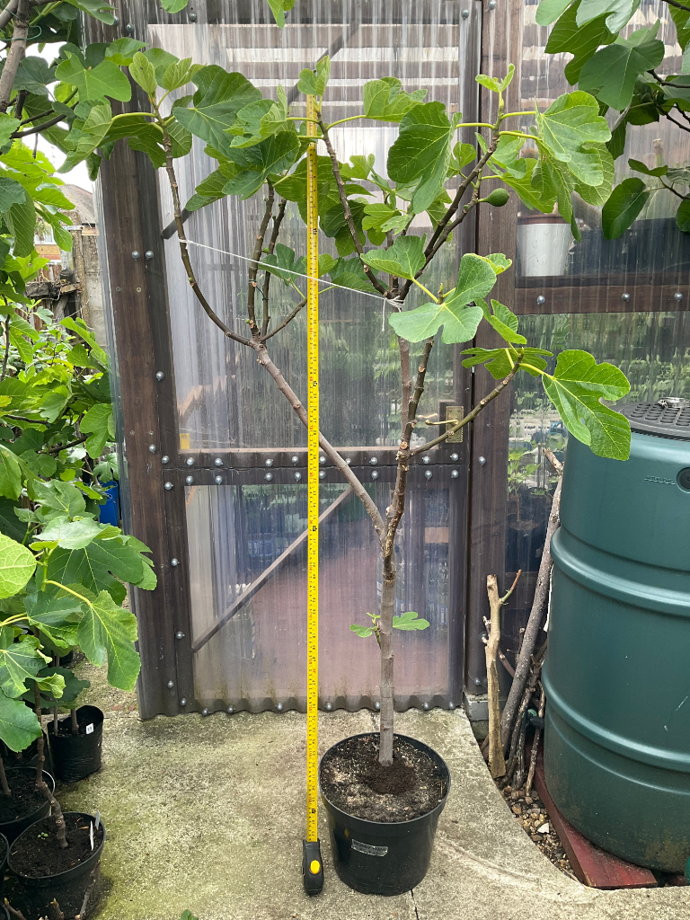 Fig Tree Desert King variety producing well in uk beautiful tasty figs every year in 10 L pot 