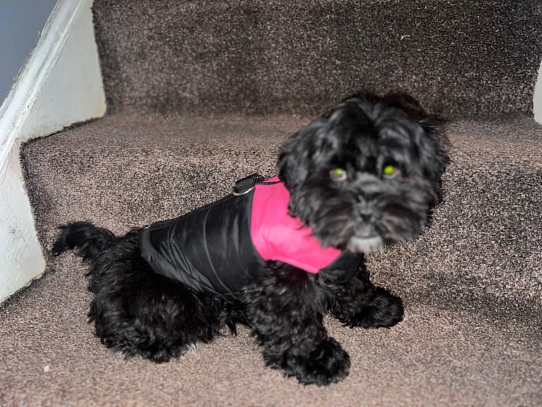 Gumtree fashion shih tzu puppies for