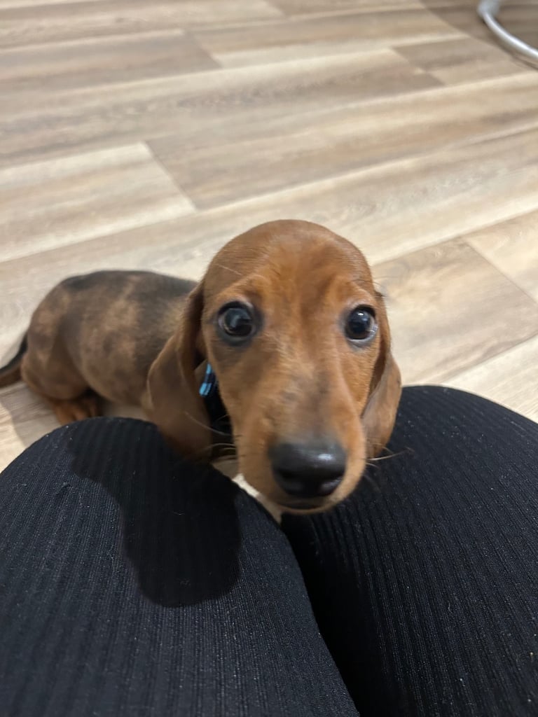 Miniature dachshund male puppy 