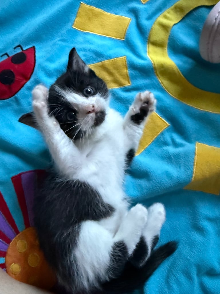 Last boy remaining - ragdoll cross kittens for sale 