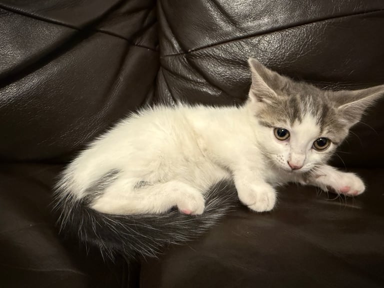 Only 2 left! Cuddly little kittens looking for rehoming 