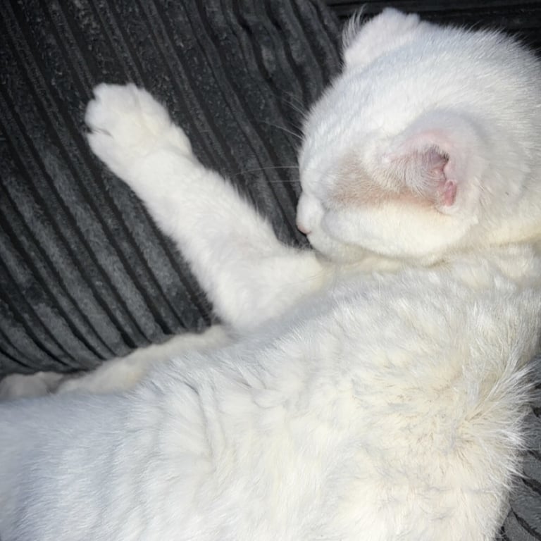 Rescue cat