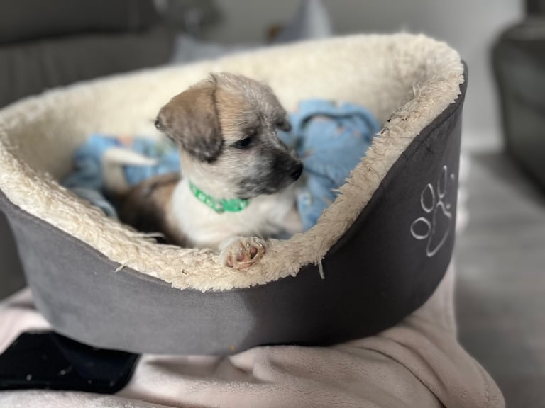 Bichon Frise puppy