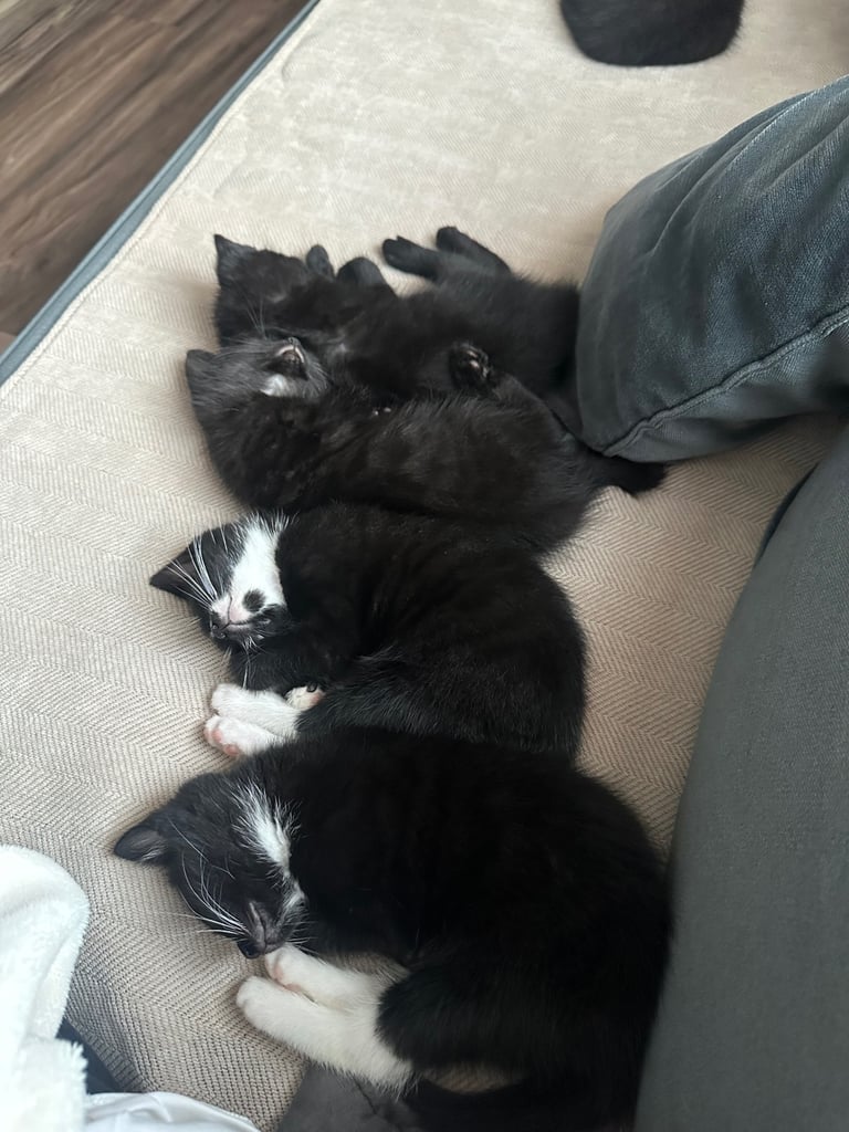 Black and white kittens